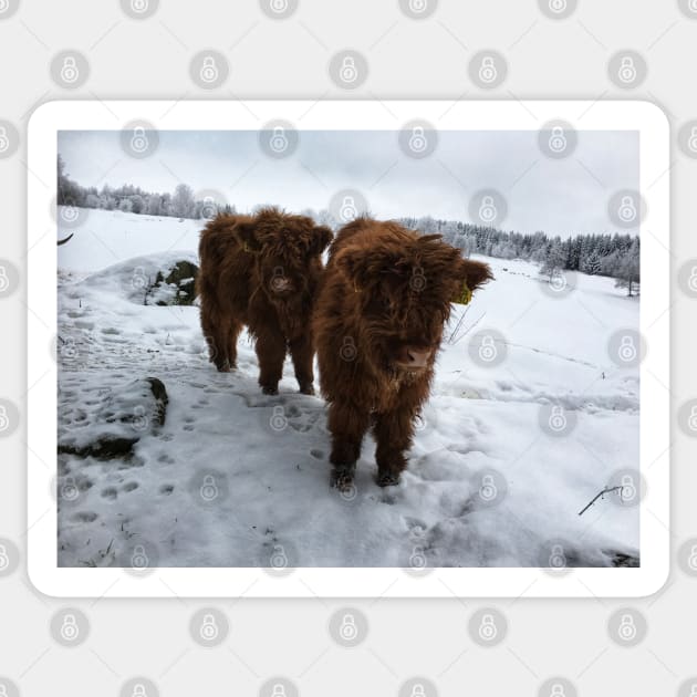 Scottish Highland Cattle Calves 1643 Sticker by SaarelaHighland